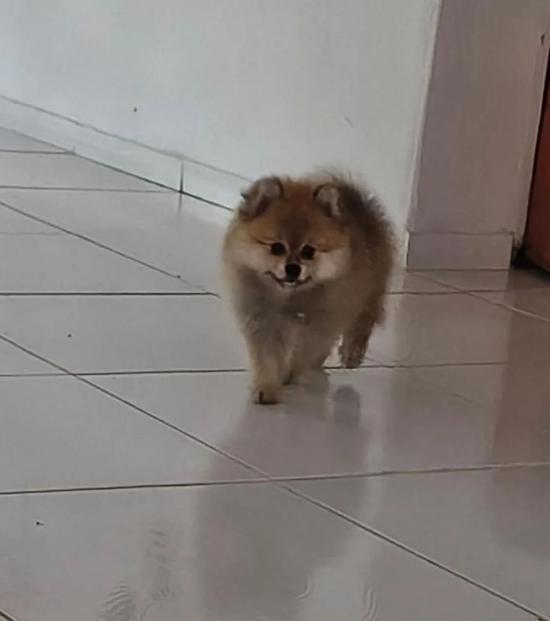Spitz alemão  - Foto 2