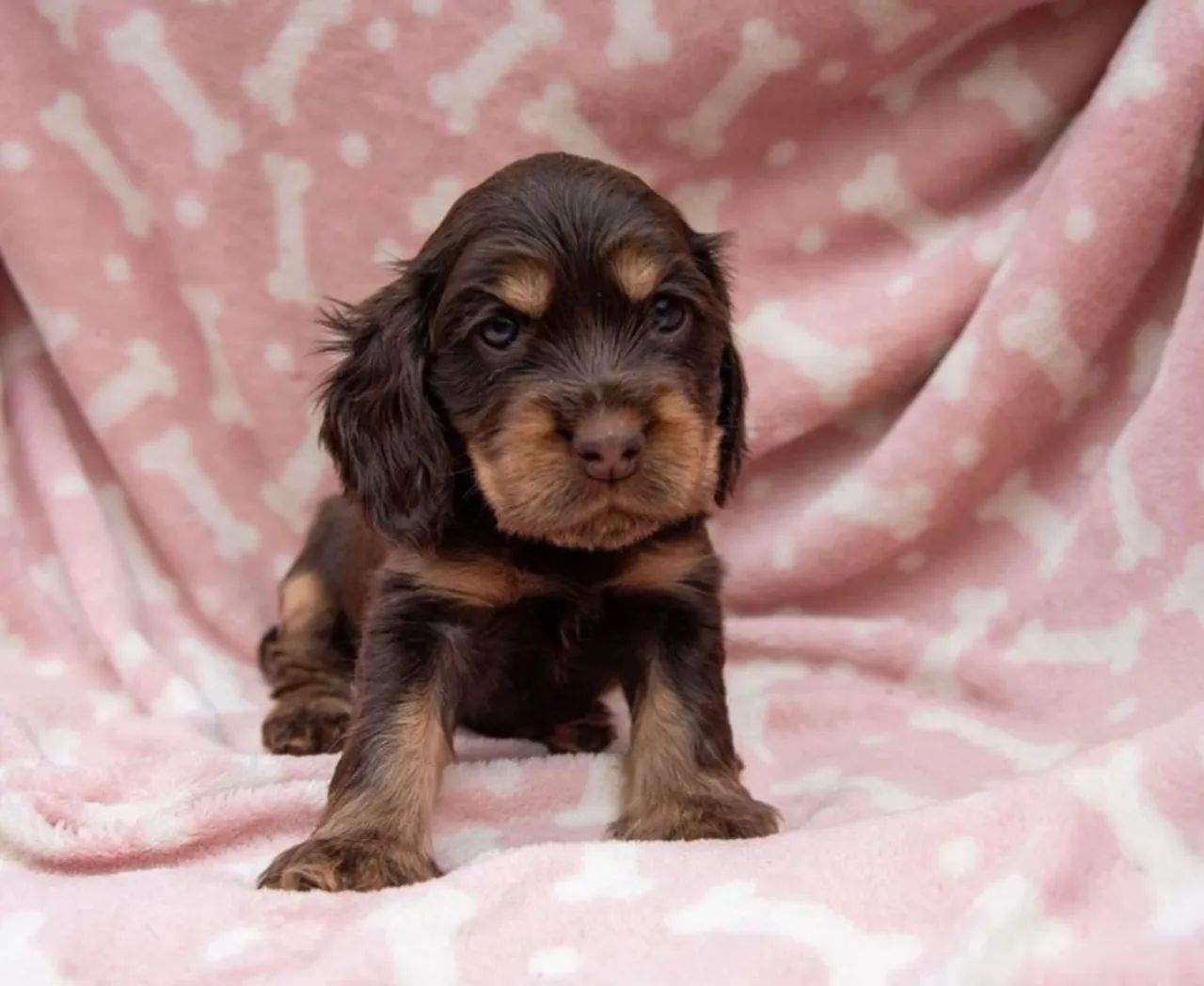 Cocker Spaniel Inglês: Processo simples e seguro 