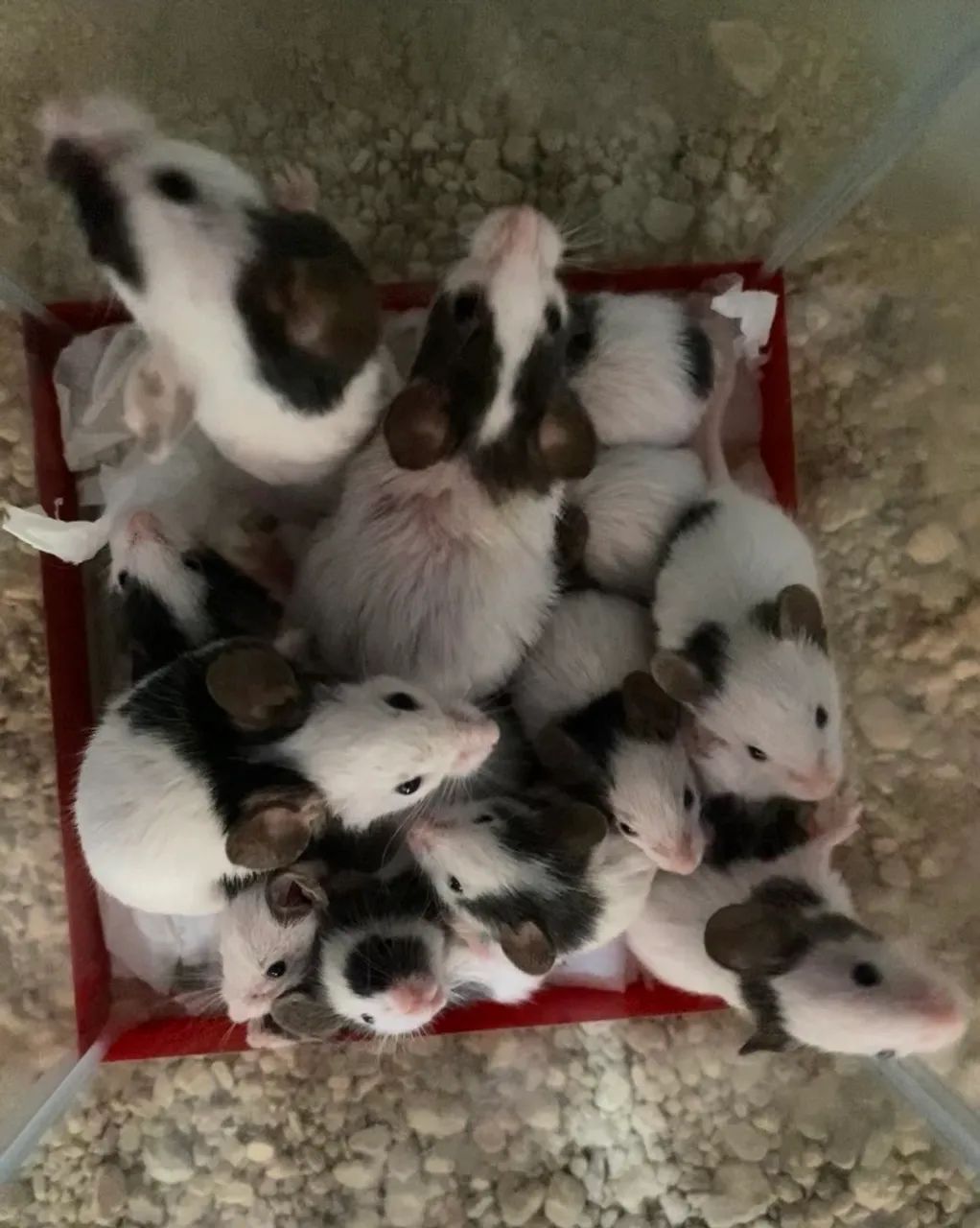 Topolinos/Camundongos