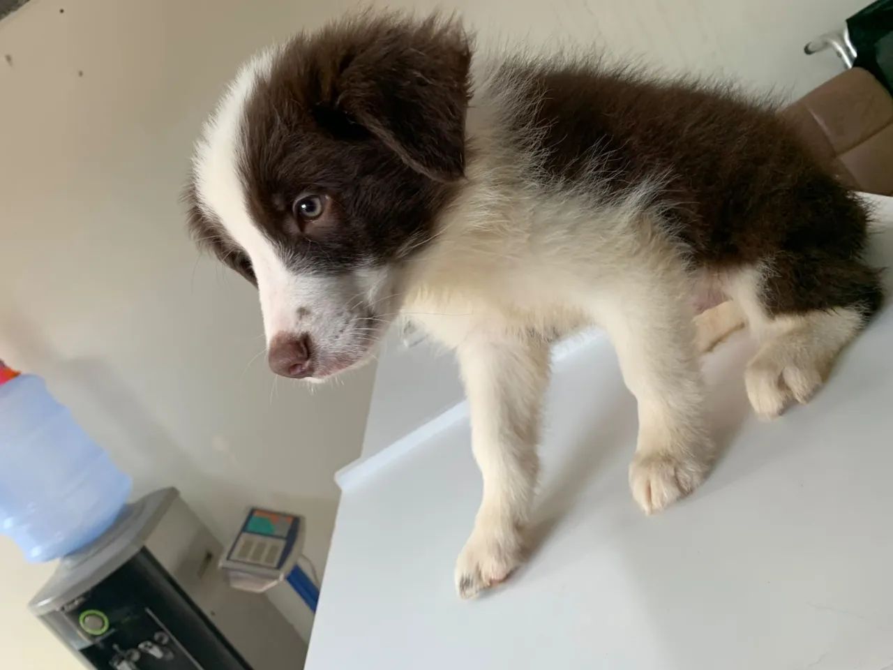 Border Collie  - Foto 2
