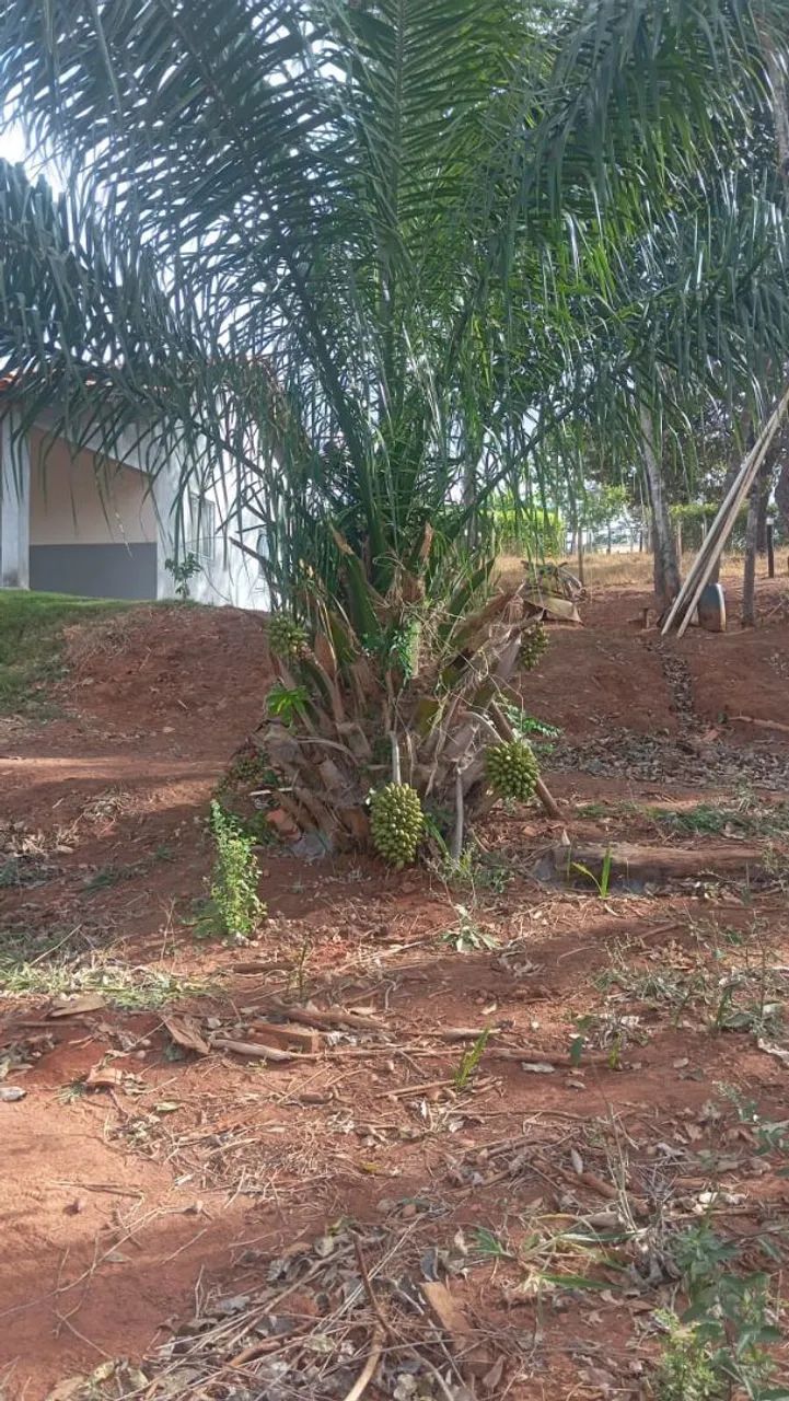 Chácara 1 alqueire em Teresópolis R$ 800 mil  - Foto 5