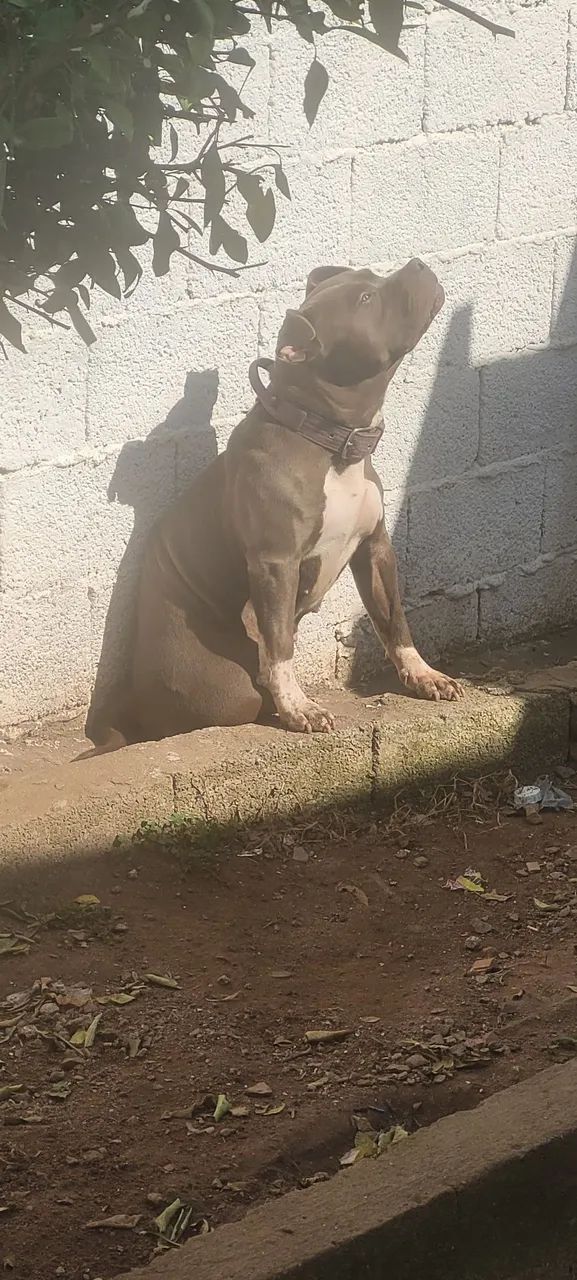 Doação de Pitmonster  - Foto 2