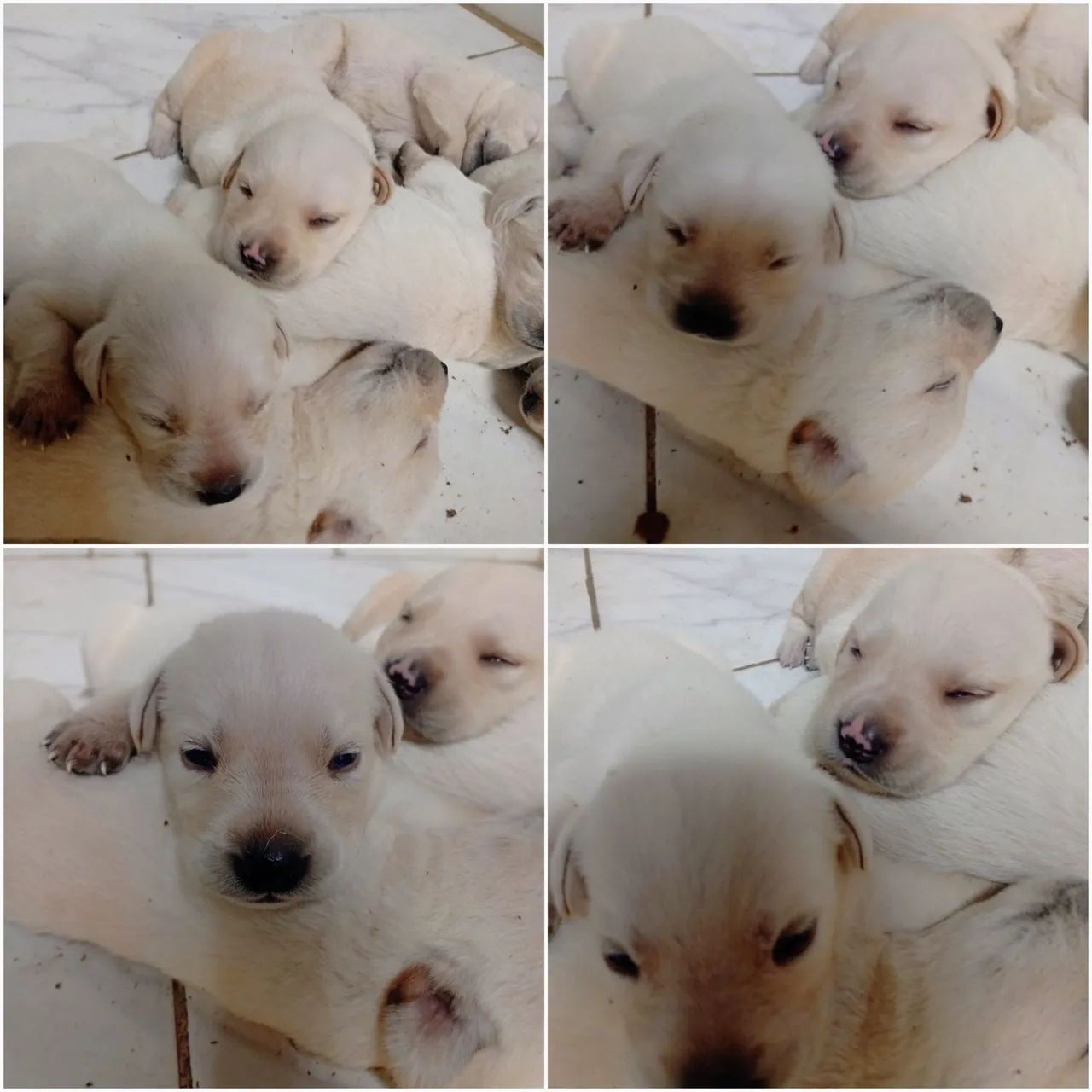 Labrador 