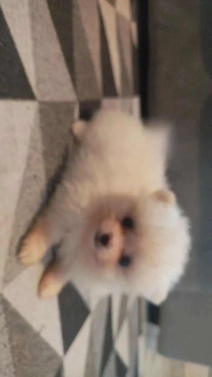 Spitz alemão fêmea 