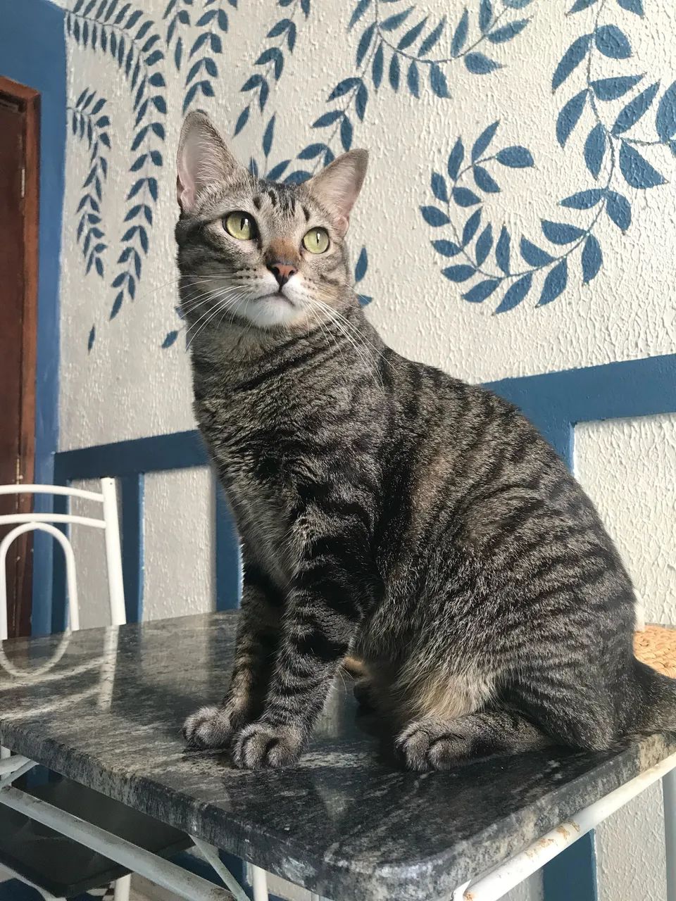 Adoção responsável - Foto 6