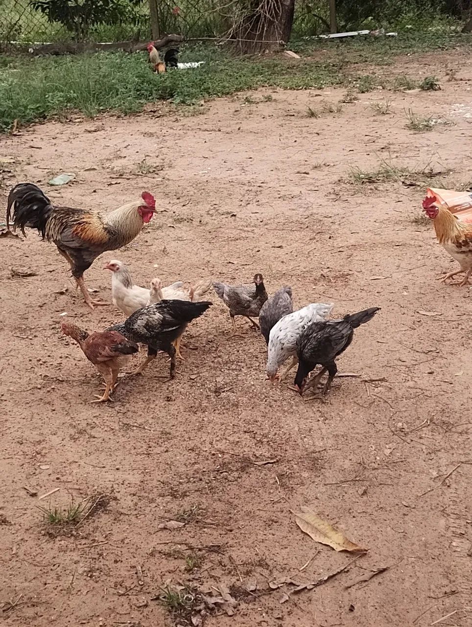 Galinhas e franguinhos  - Foto 5