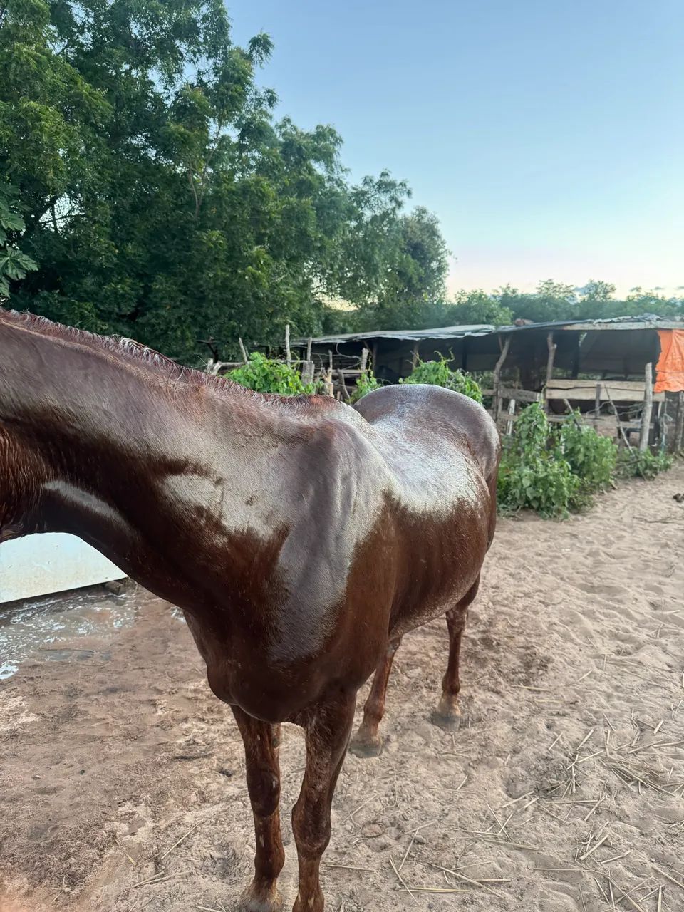 Égua quarto de milha  - Foto 2