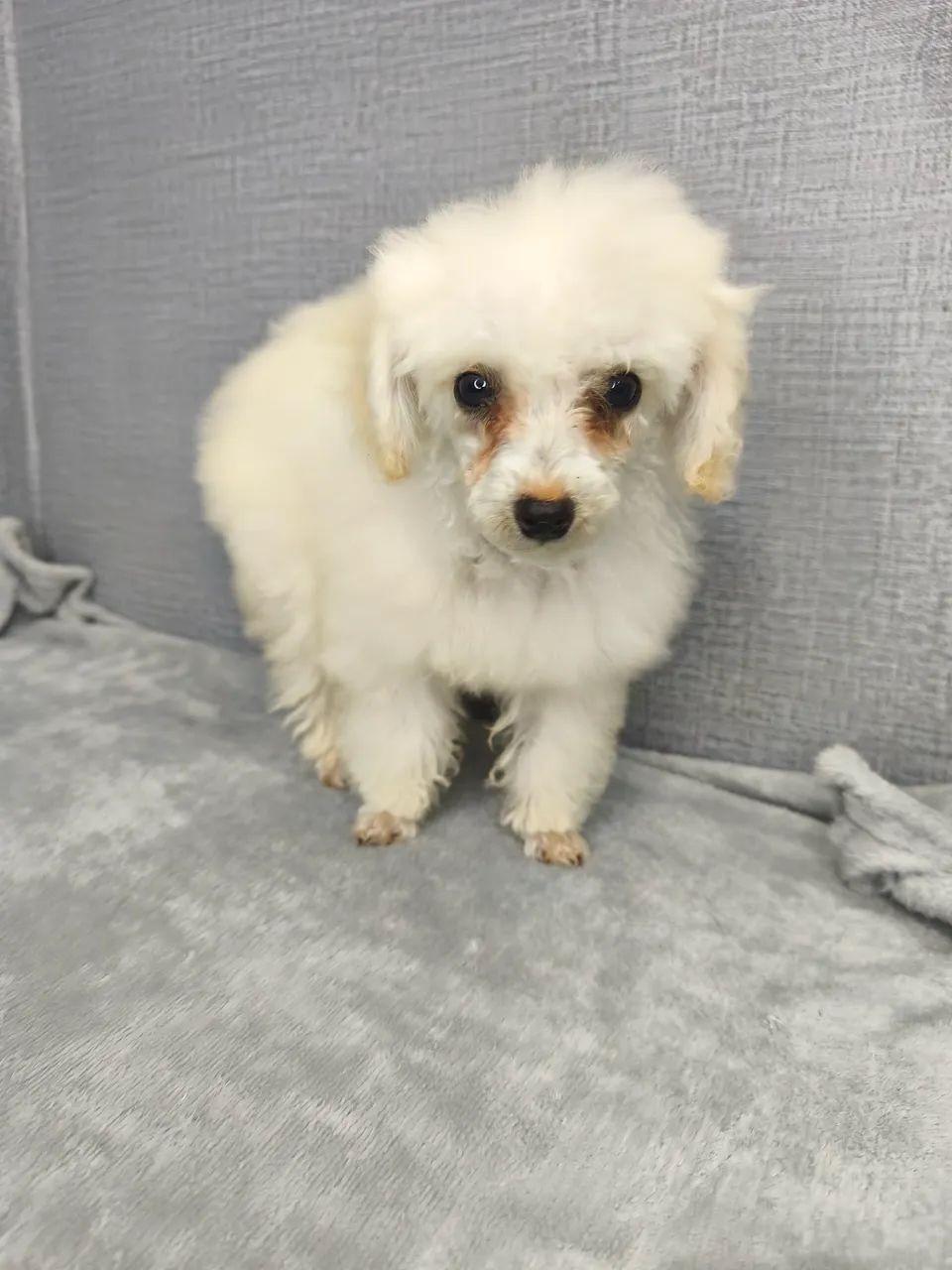 Poodle Toy - Foto 2