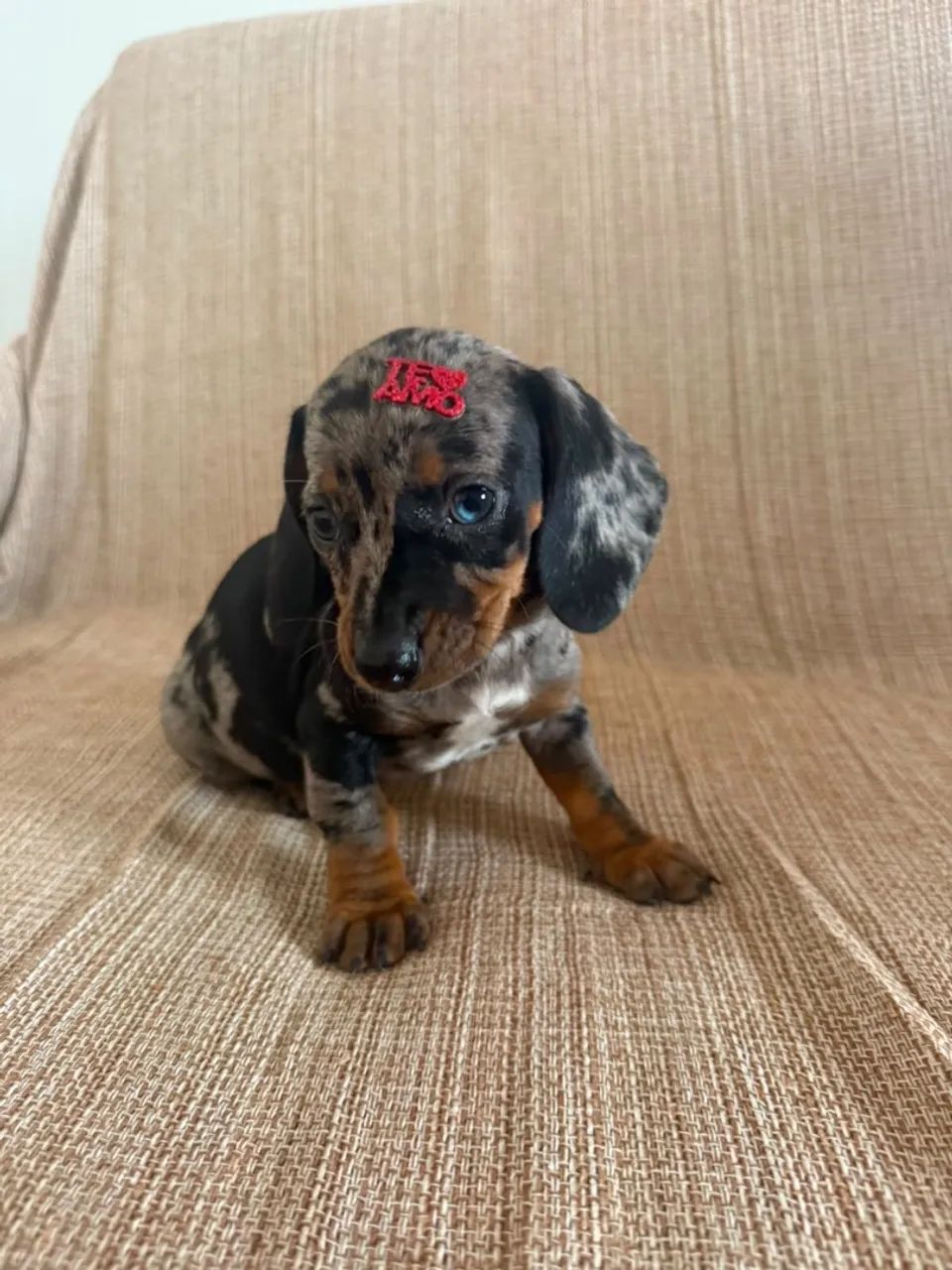 dachshund salsichinha  - Foto 3