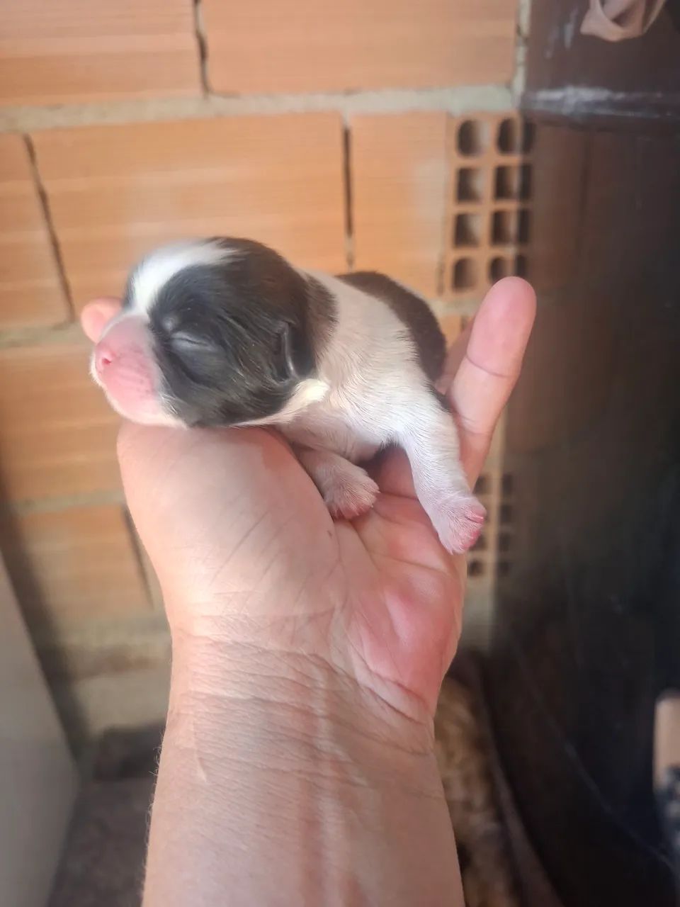 Shitzu  - Foto 4
