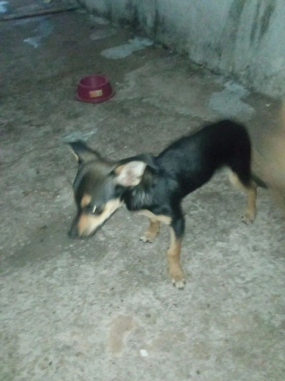 Cachorro macho porte pequeno  - Foto 5