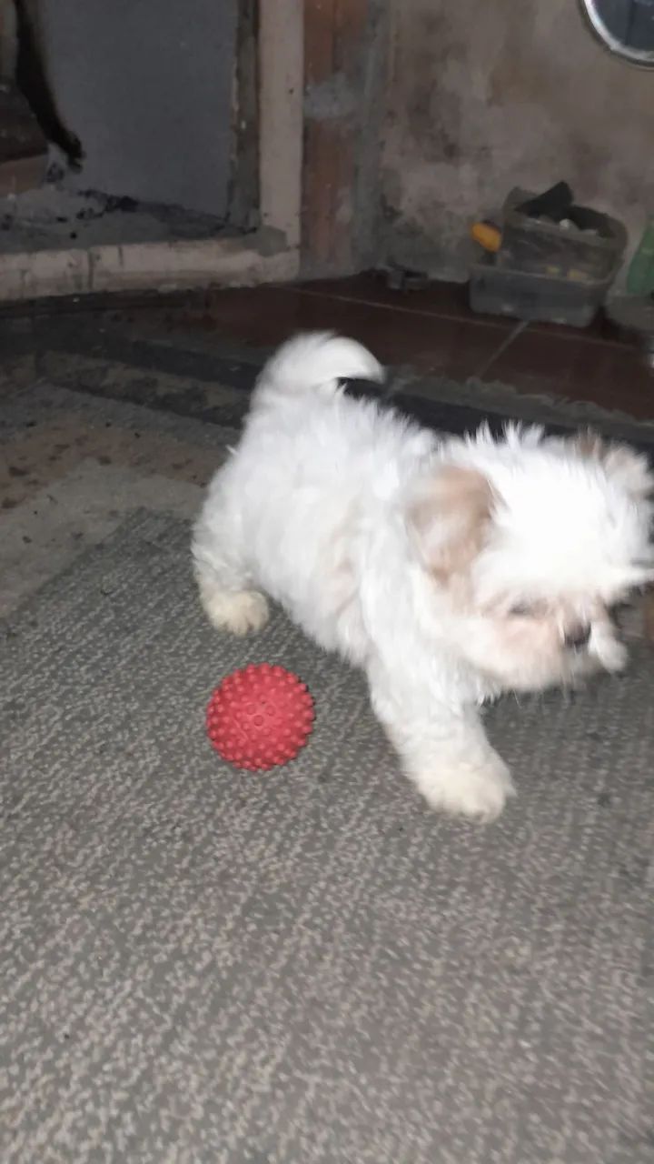Shihtzu  - Foto 3