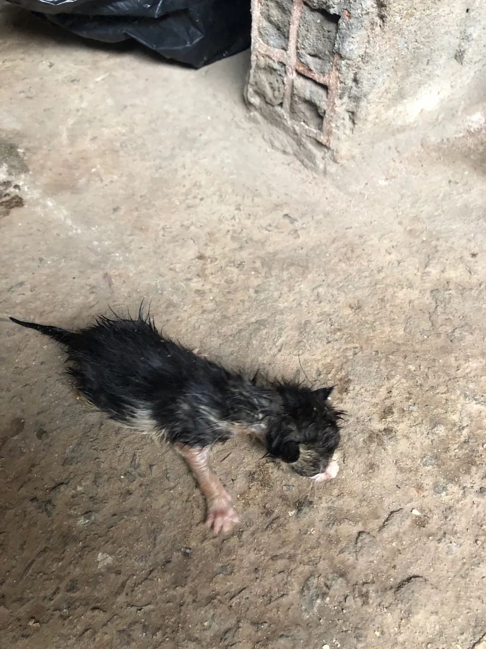 Doação de gatos  - Foto 4