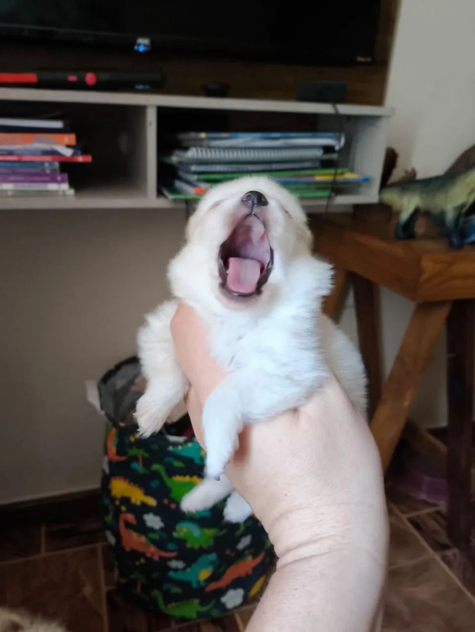Spitz Alemão Micro Branco Neve  - Foto 2