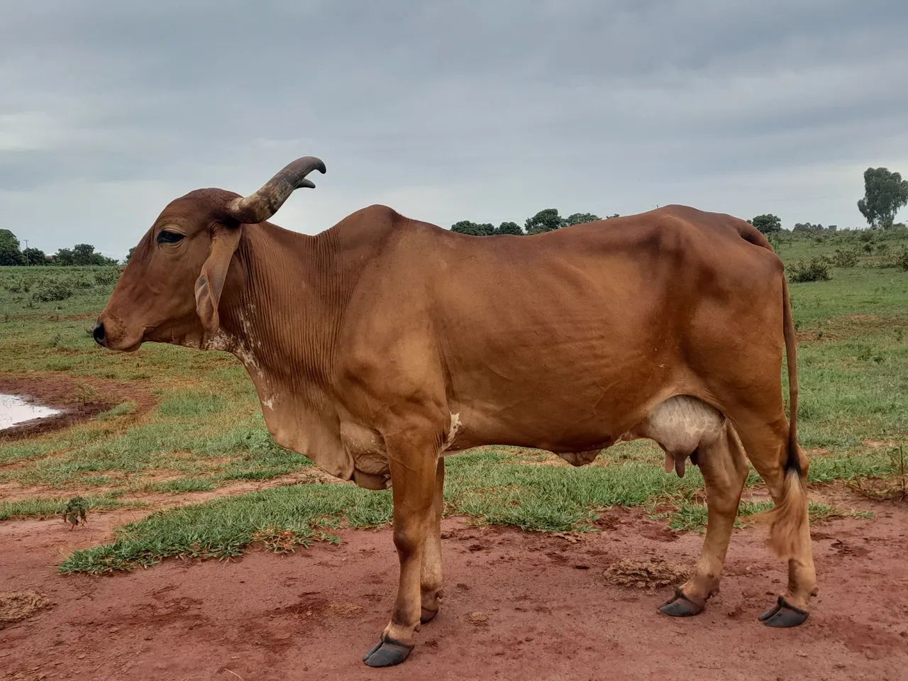 Novilhas e vacas leiteiras  - Foto 3