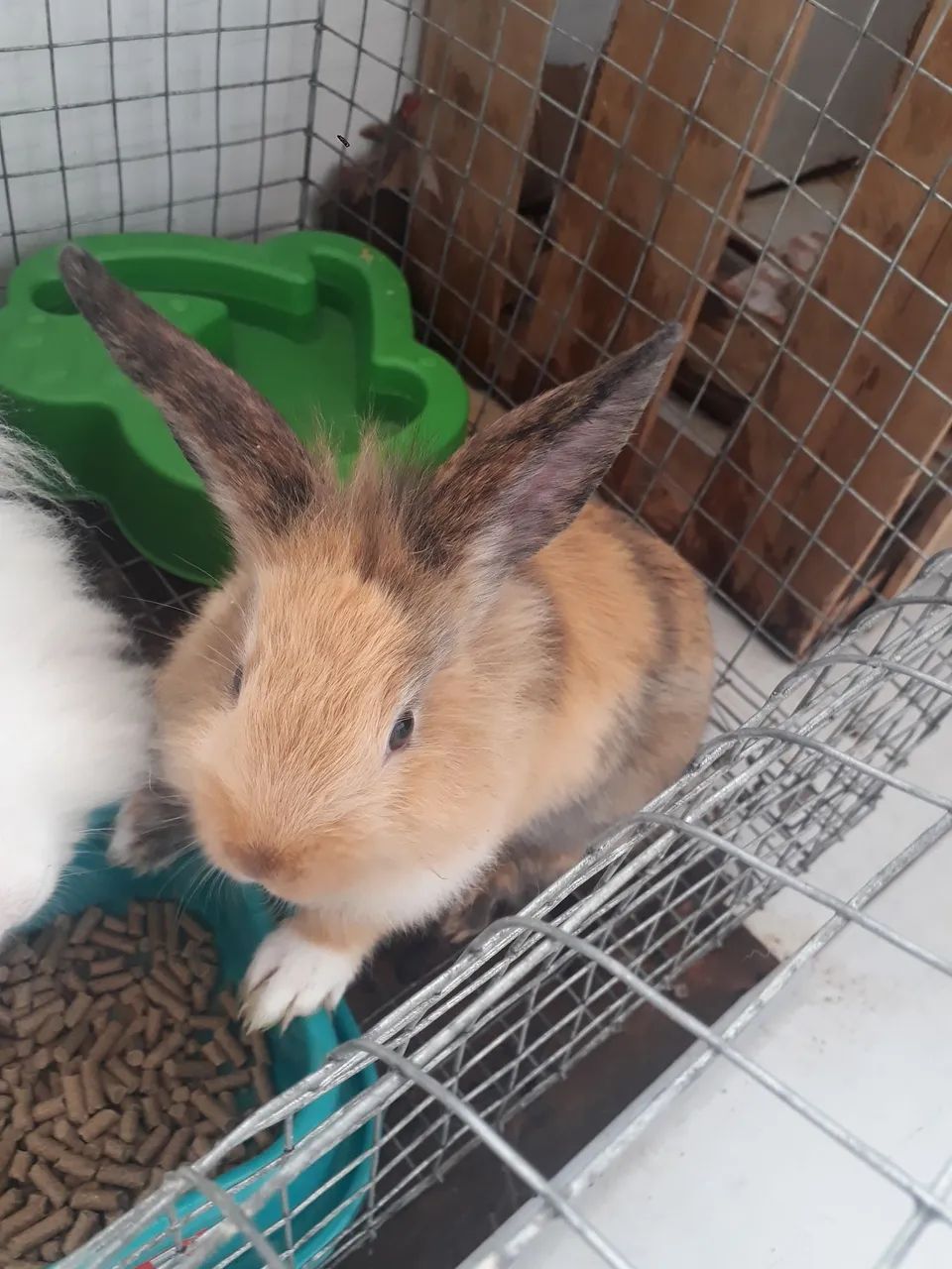 Vendo coelhos filhotes com 1 mês  - Foto 3