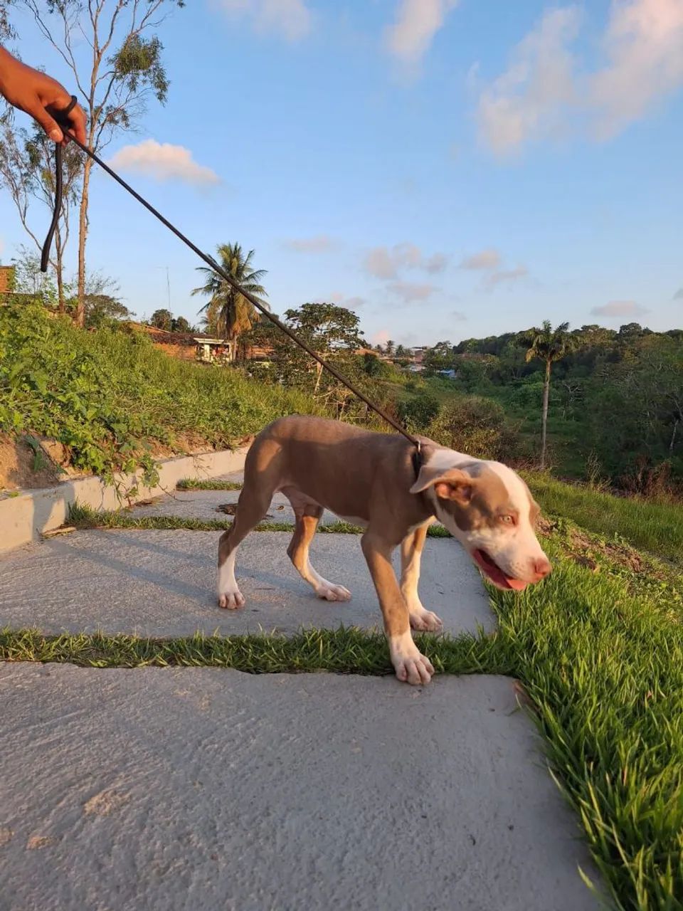 Filhote de Pitbull  - Foto 4