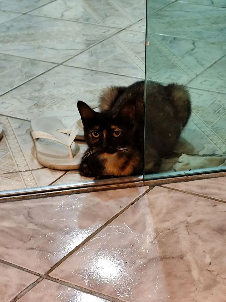 Adoção gato - Foto 2