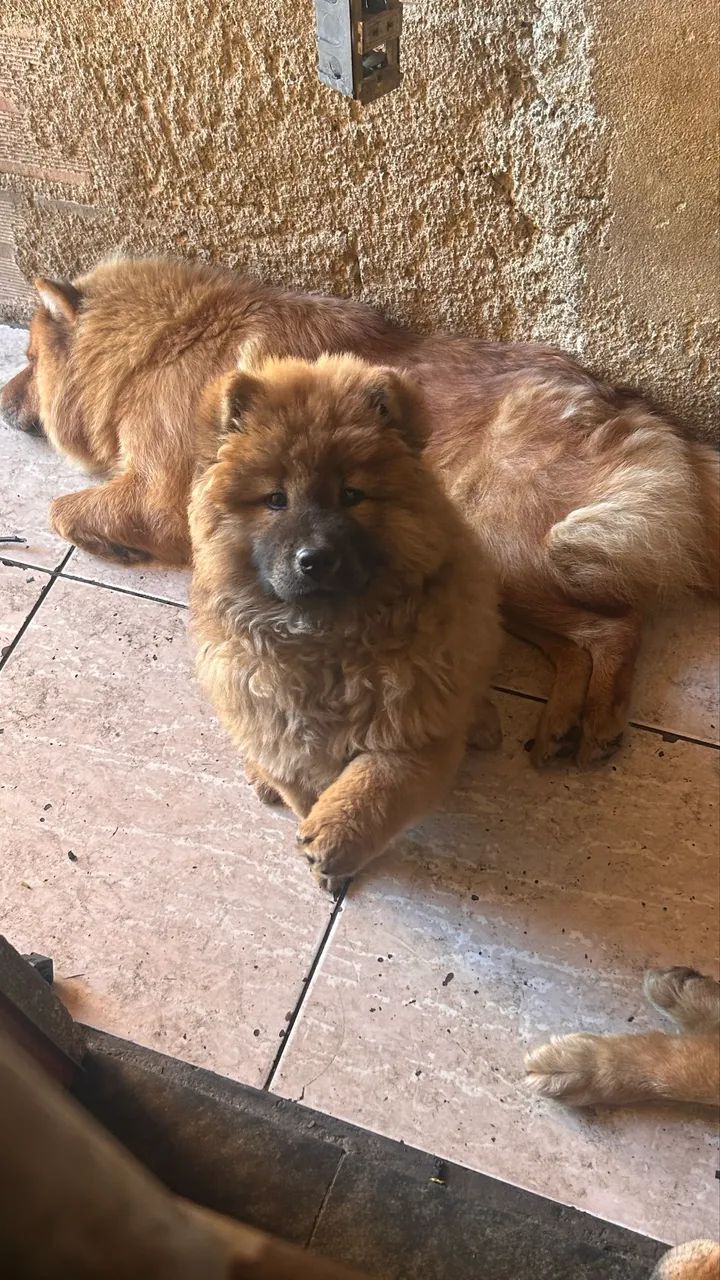 Chow chow - Foto 2
