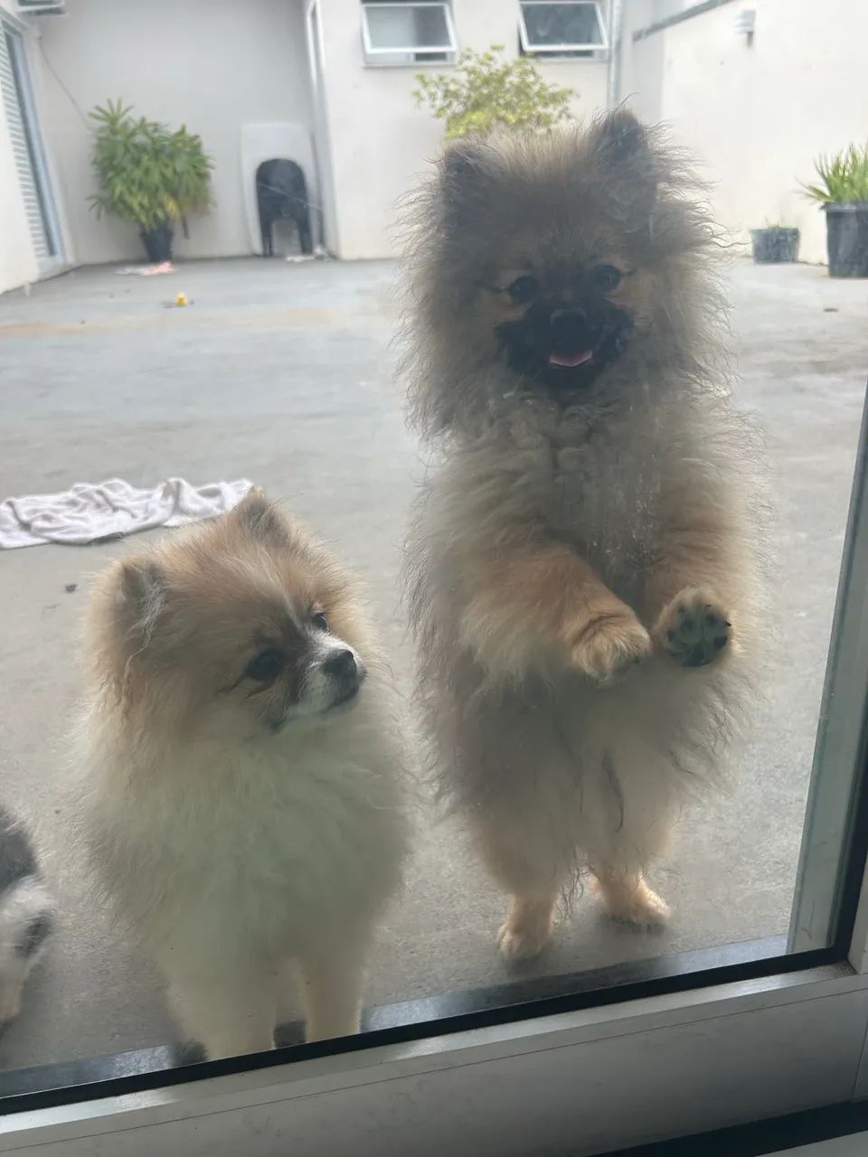 Lulu macho 