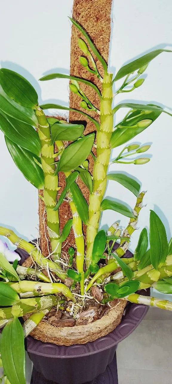 ORQUÍDEA  - Foto 2