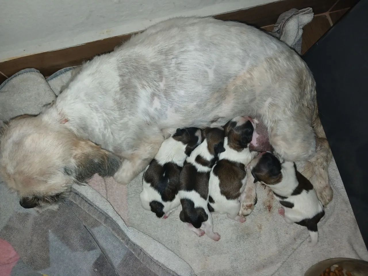  Cachorro Shih-tzu - Foto 2