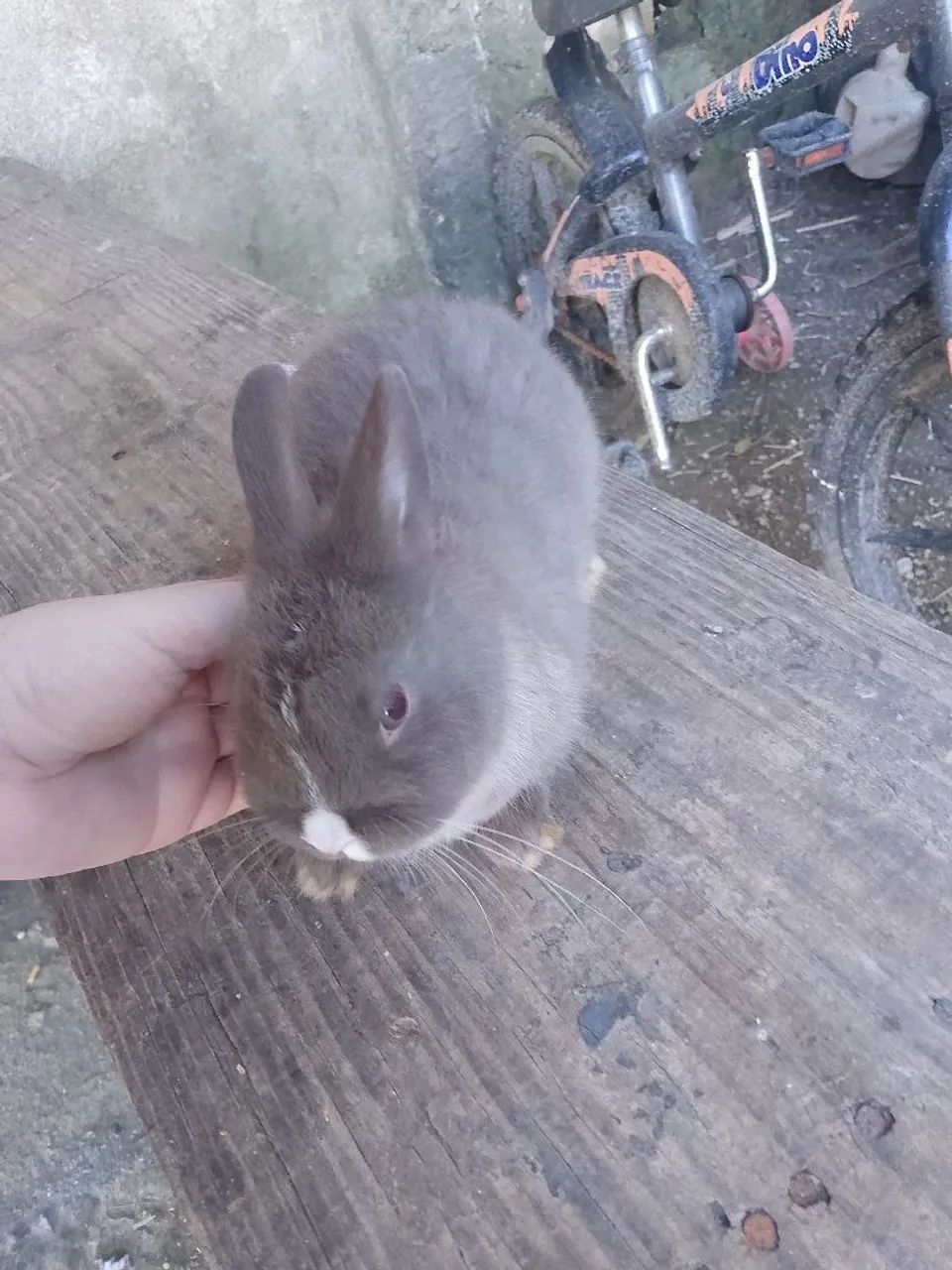 Coelhos  - Foto 3