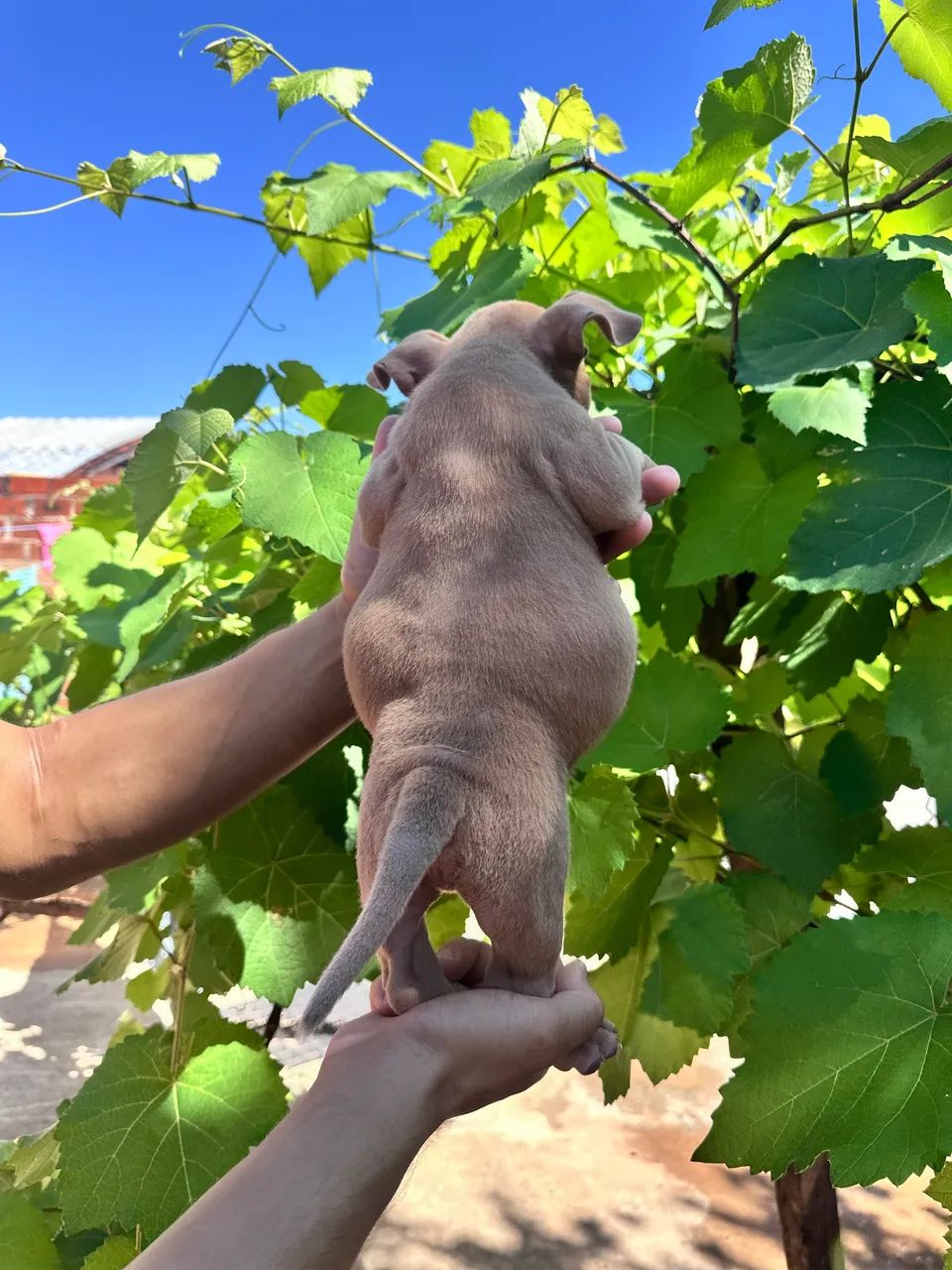 American bully micro  - Foto 4