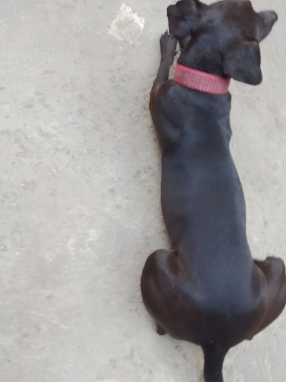 Doação cachorro  - Foto 4
