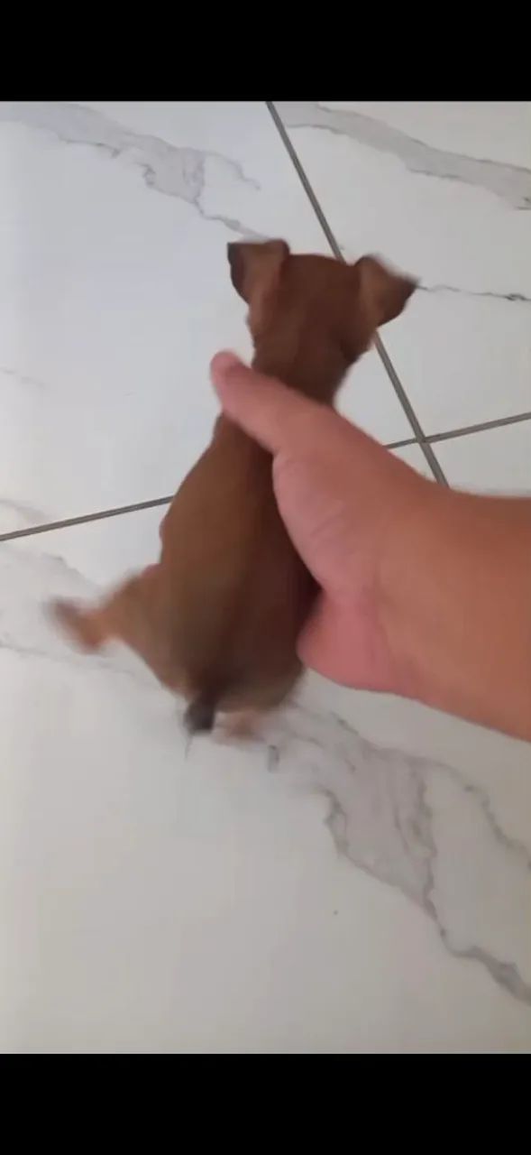 Filhote de Pinscher  - Foto 5