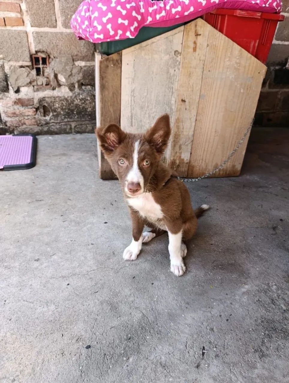 Border collie - Foto 2