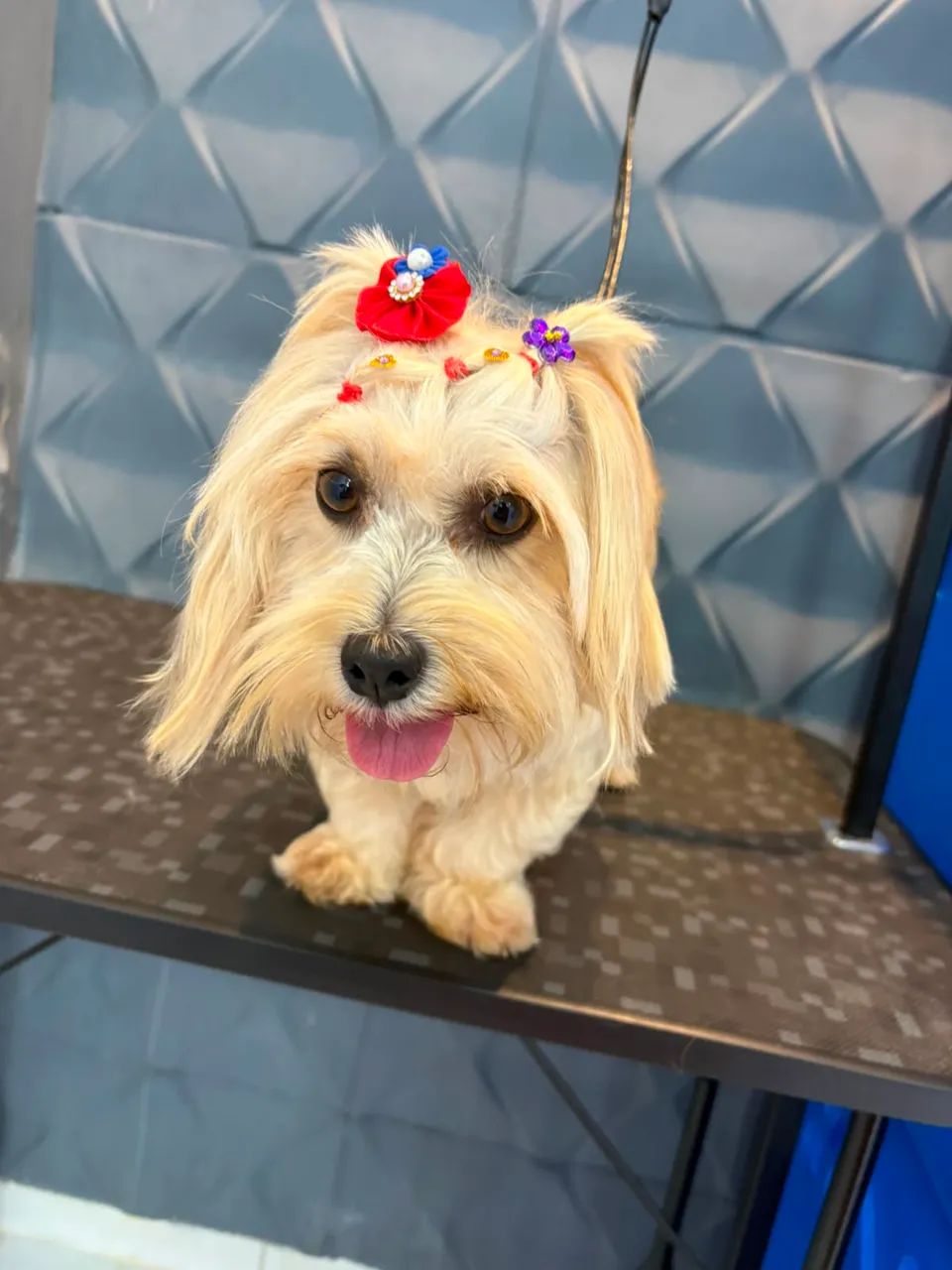 Lhasa apso - Foto 3