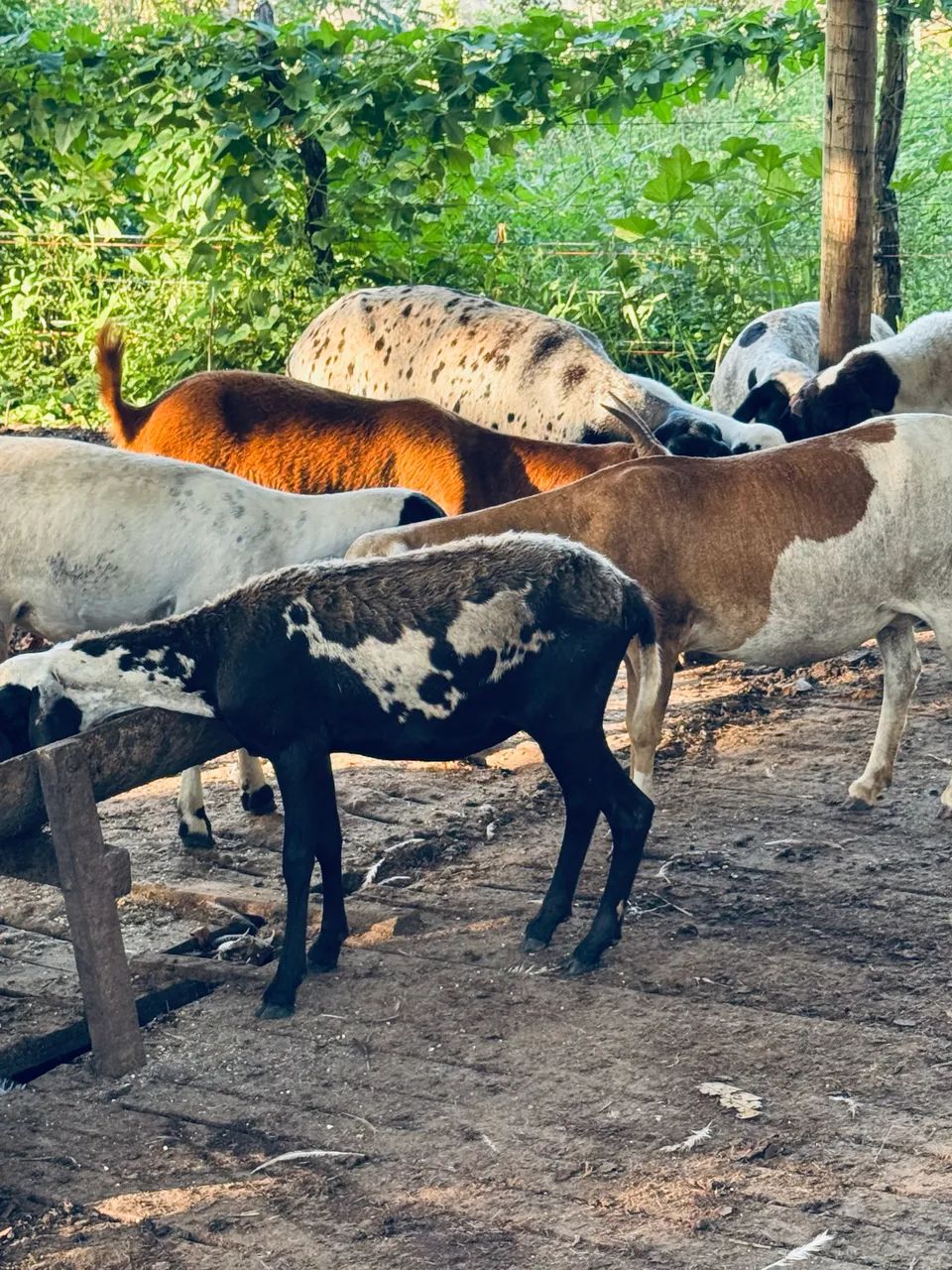 Ovelhas e carneiro 