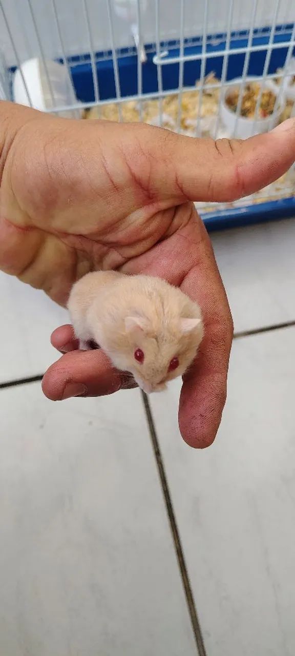 Hamster russo anão  - Foto 2