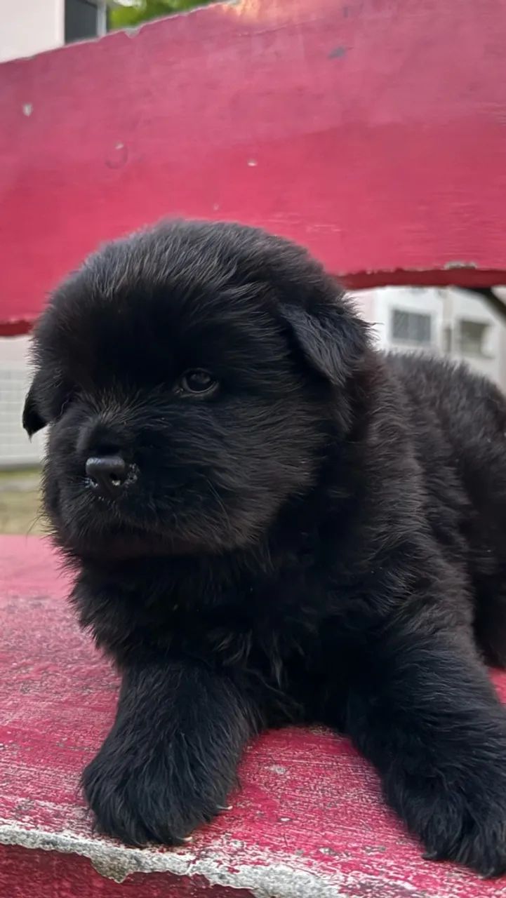 FILHOTES DE CHOW CHOW - Foto 4