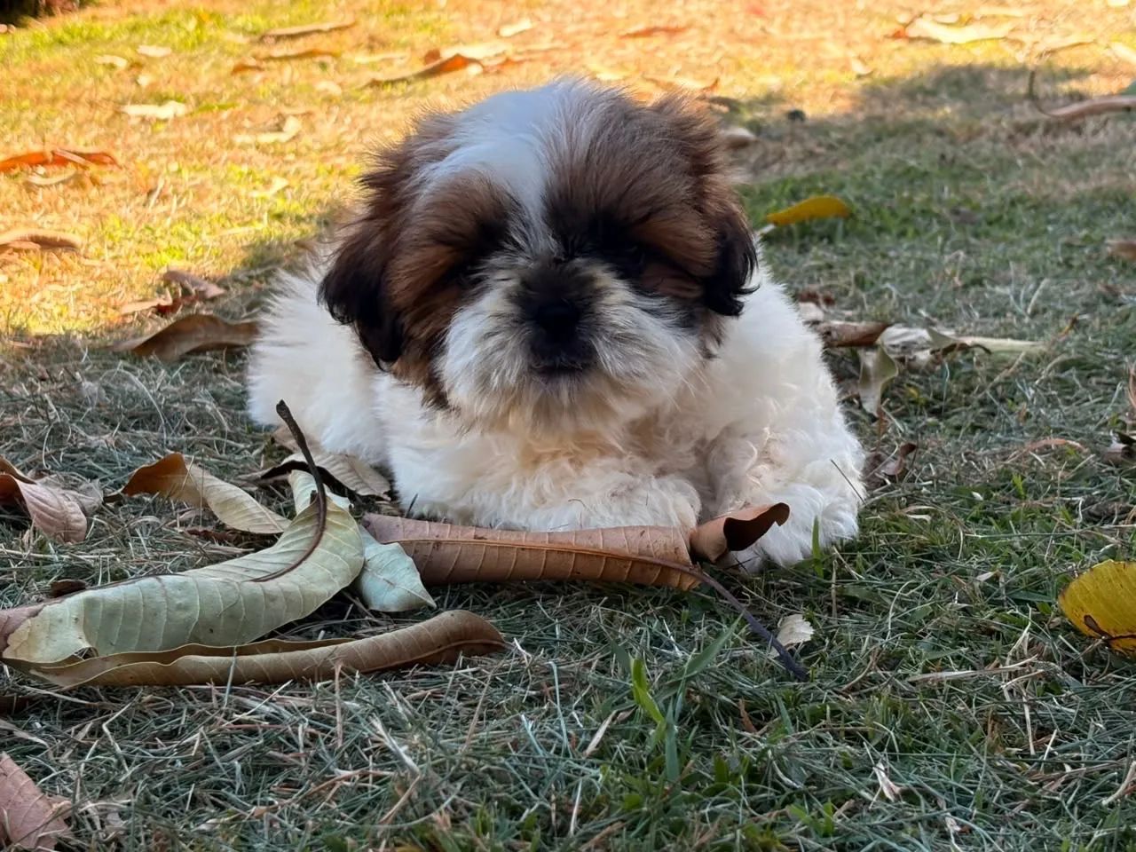Machinho Shih tzu com pedigree  - Foto 4