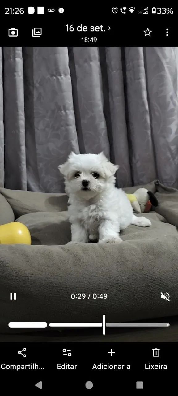 Maltes macho com pedigree  - Foto 4