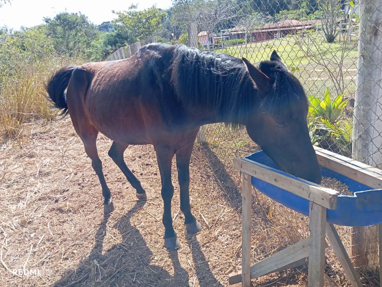 Vende-se égua boa de andar. - Foto 6