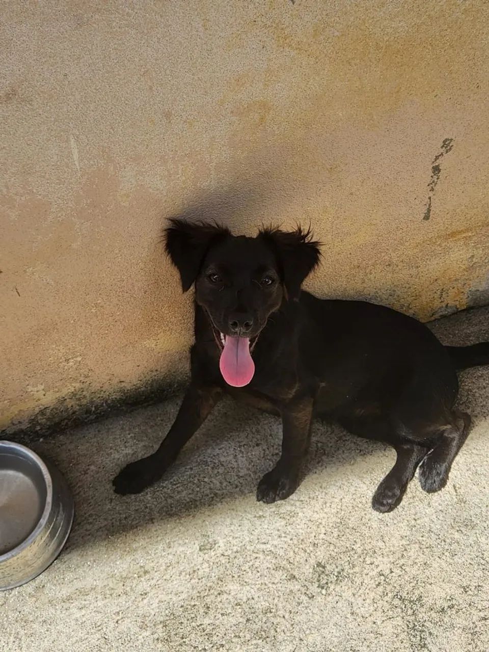 Cadela Filhote - Foto 2