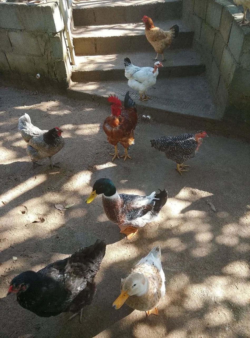 Galinhas pra venda e casal de marrecos  - Foto 2