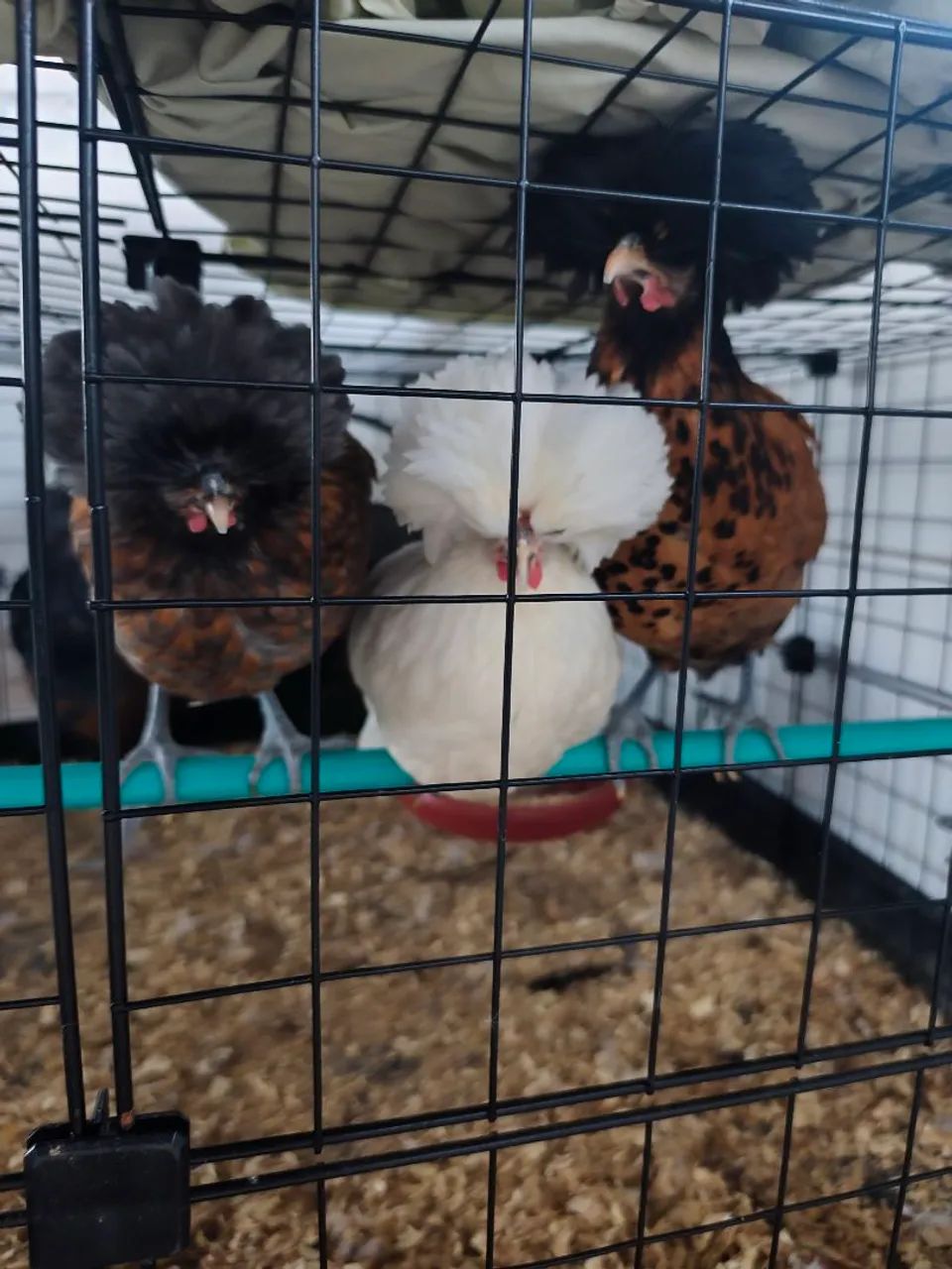 Galinhas Polonesas  - Foto 2