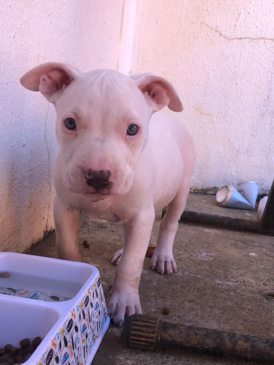 Vende-se pit bull  - Foto 3