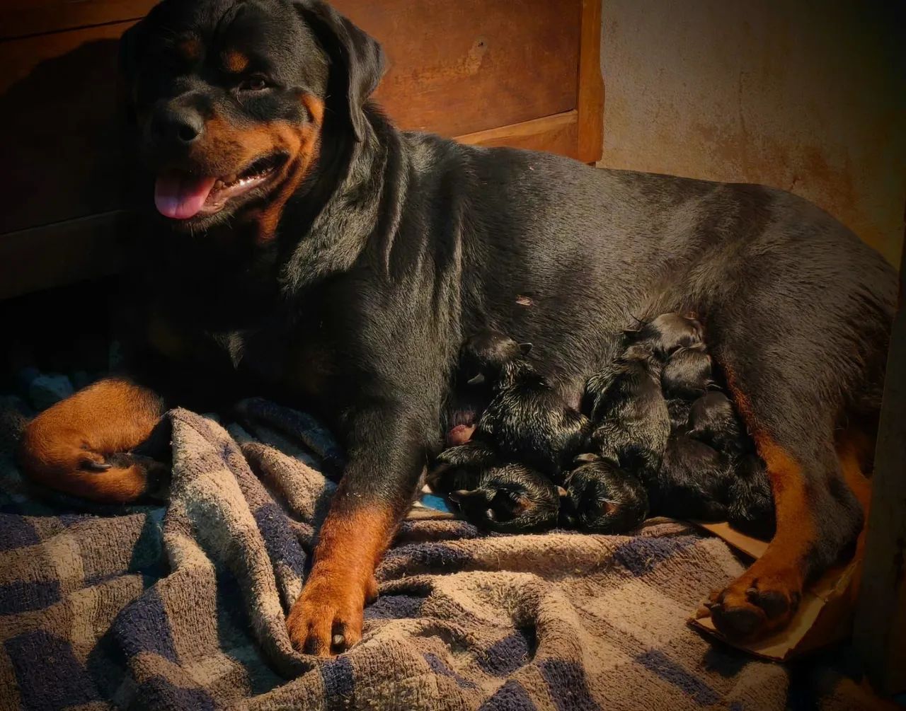 Rottweiler  - Foto 3