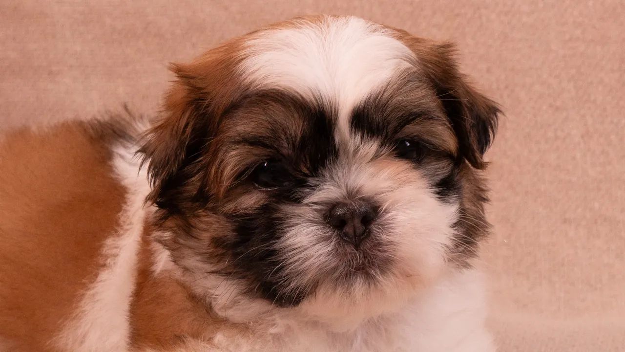 Shih tzu  - Foto 2