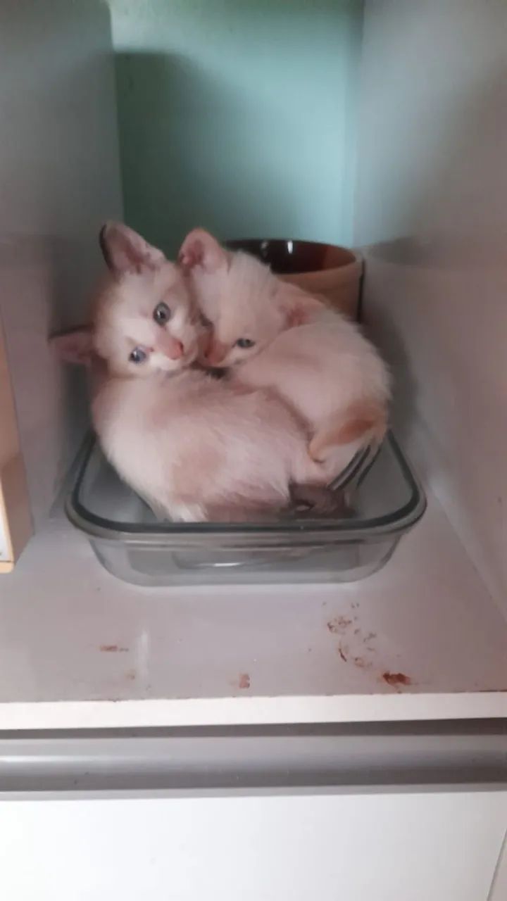 Doação de pet - Foto 2