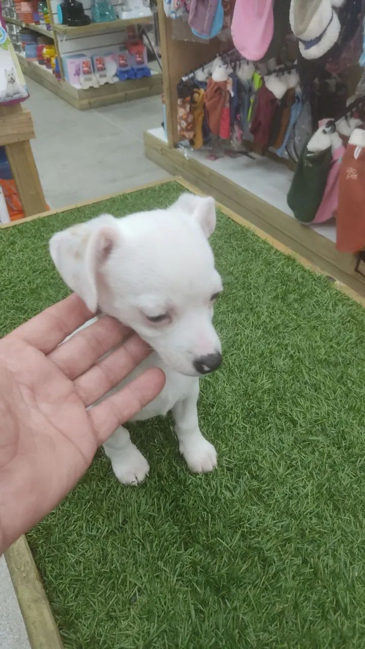 Pincher x Chiuahua  - Foto 2