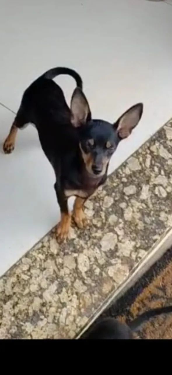 Vendo lindo Pincher