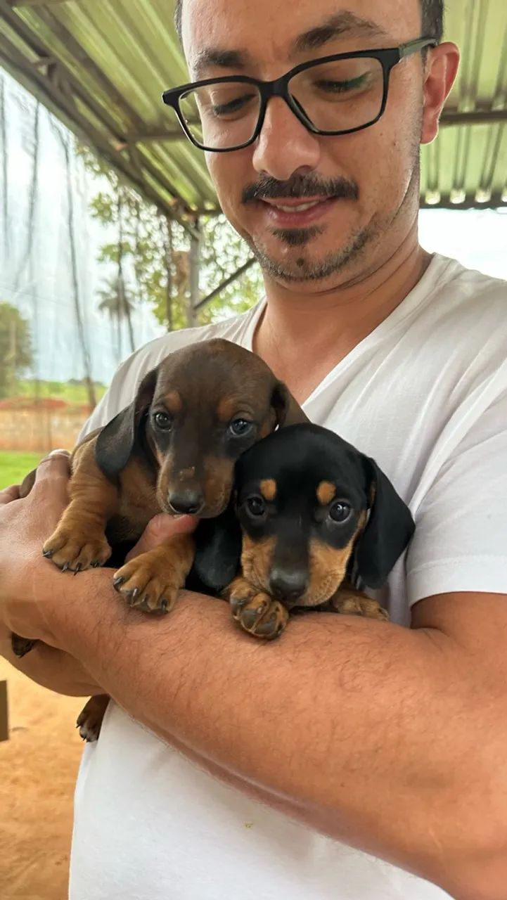 Dachshund/ salsicha  - Foto 5