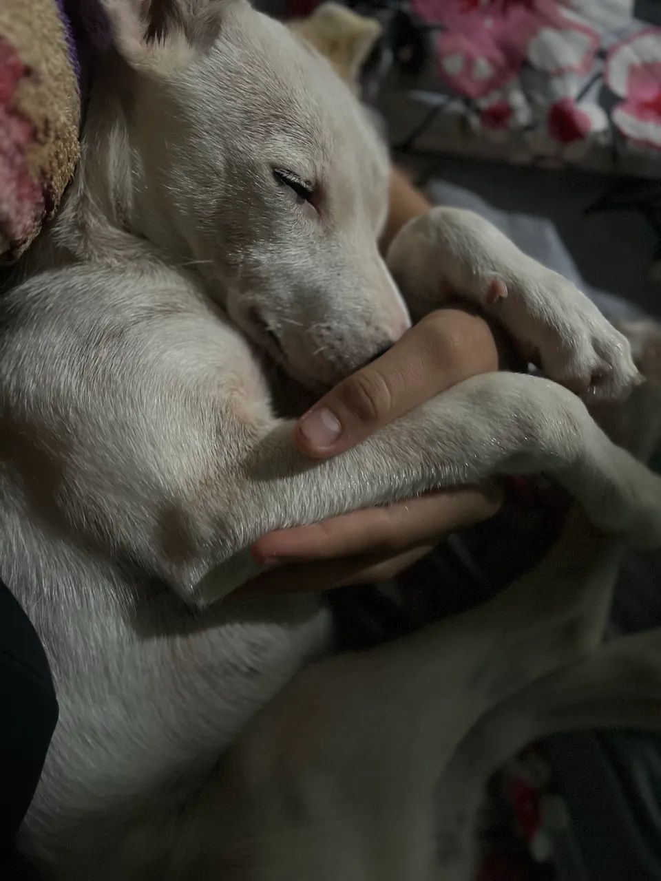 Cachorra para doação  - Foto 2
