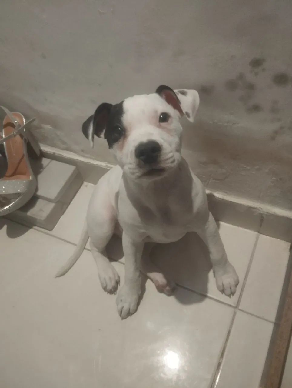 AMERICAN BULLY FILHOTE  - Foto 4